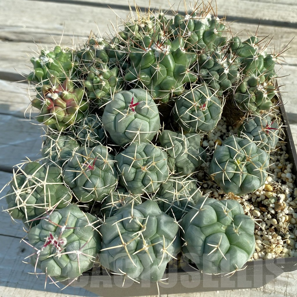 SET176 Thelocactus hexaedrophorus ssp. francii MK 17.37 + Thelocactus rinconensis v. freudenbergeri RS 350 - 画像 (2)