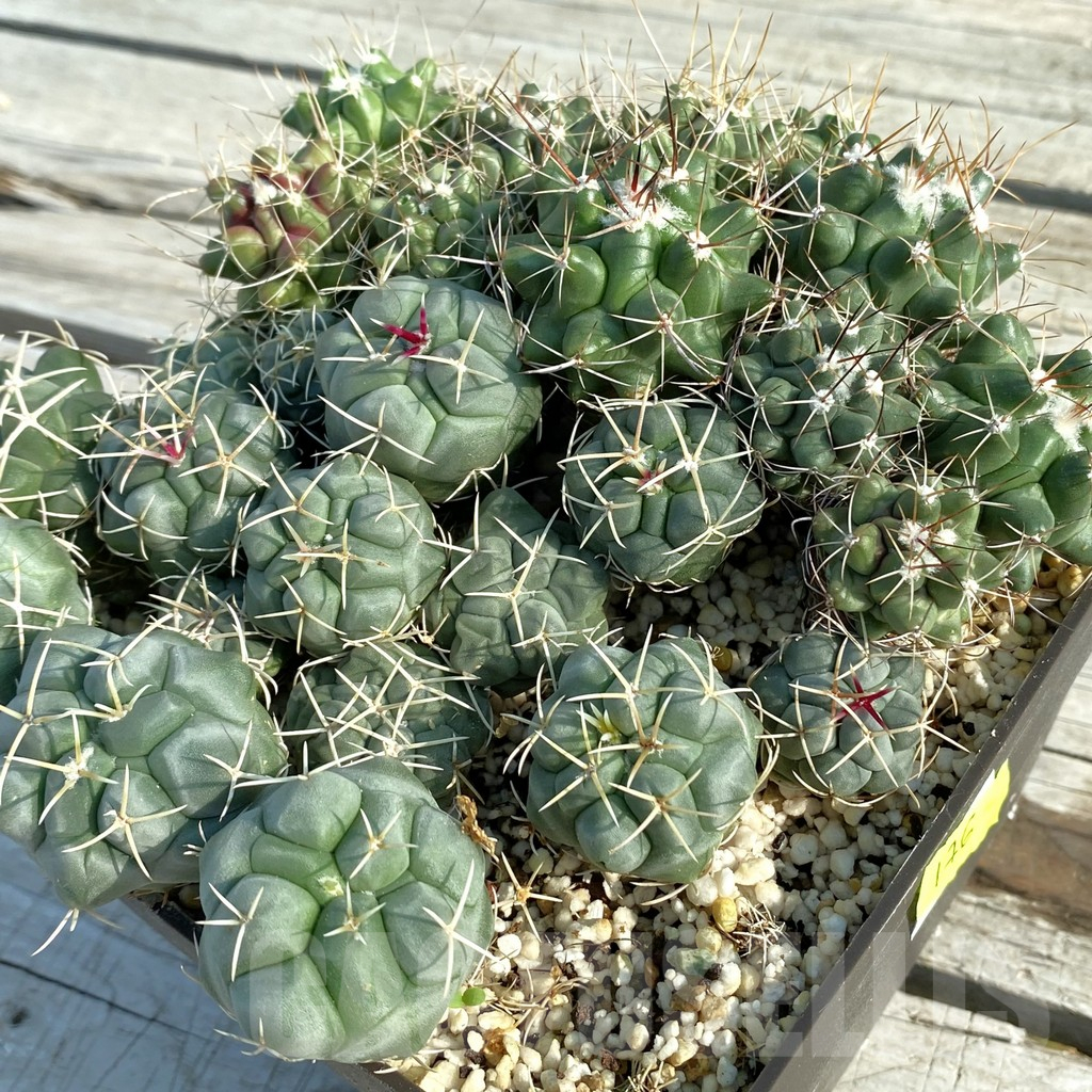 SET176 Thelocactus hexaedrophorus ssp. francii MK 17.37 + Thelocactus rinconensis v. freudenbergeri RS 350