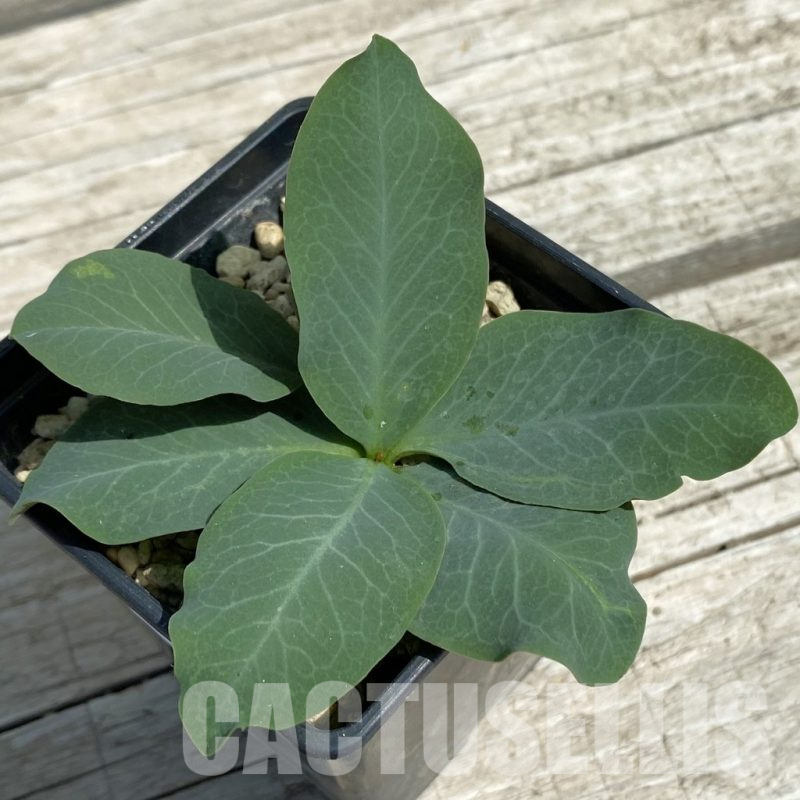 SH12090 Monadenium orobanchoides