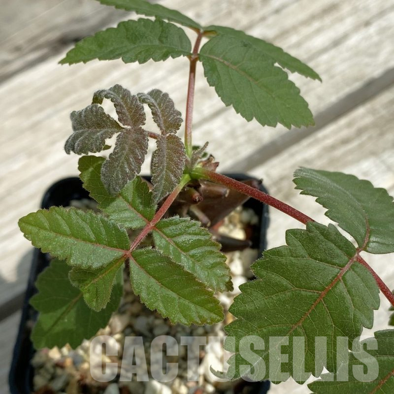 SH12082 Beiselia mexicana