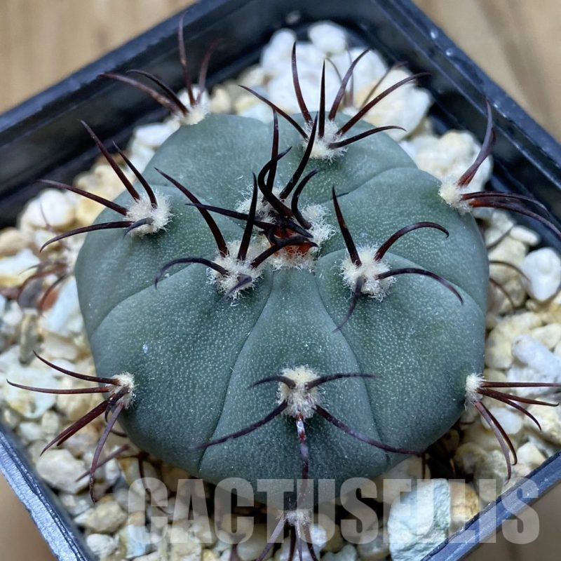 SH13501 Gymnocalycium cabreraense VOS 2122