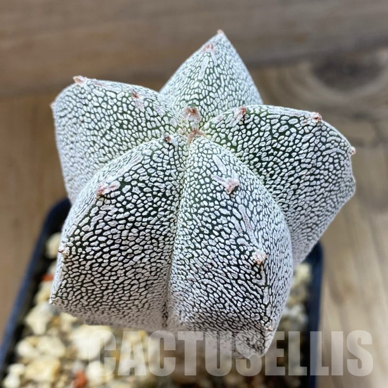 SH13488 Astrophytum myriostigma ‘Onzuka’