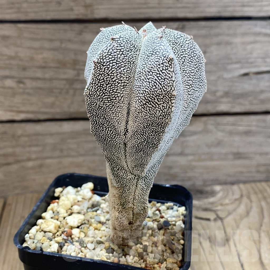 SH13488 Astrophytum myriostigma ‘Onzuka’ - Image 2