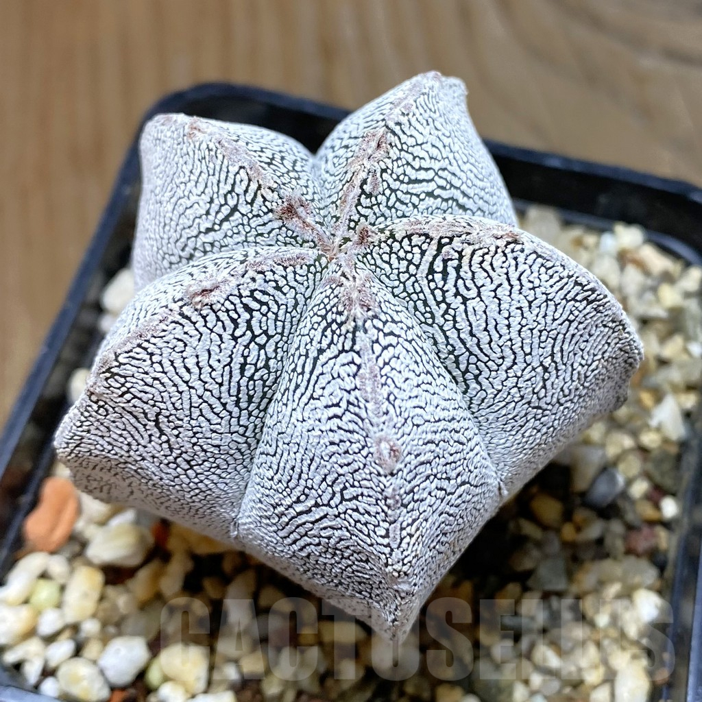 SH13489 Astrophytum myriostigma 'Onzuka'