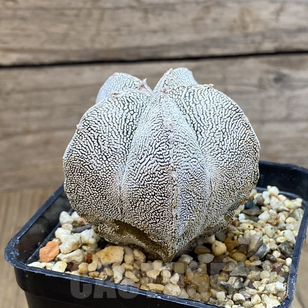 SH13489 Astrophytum myriostigma 'Onzuka' - Image 2