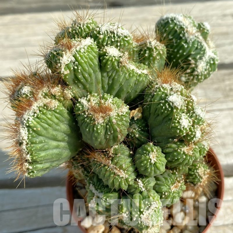 SH13492 Cereus peruvianus 'Coral' f. cristata