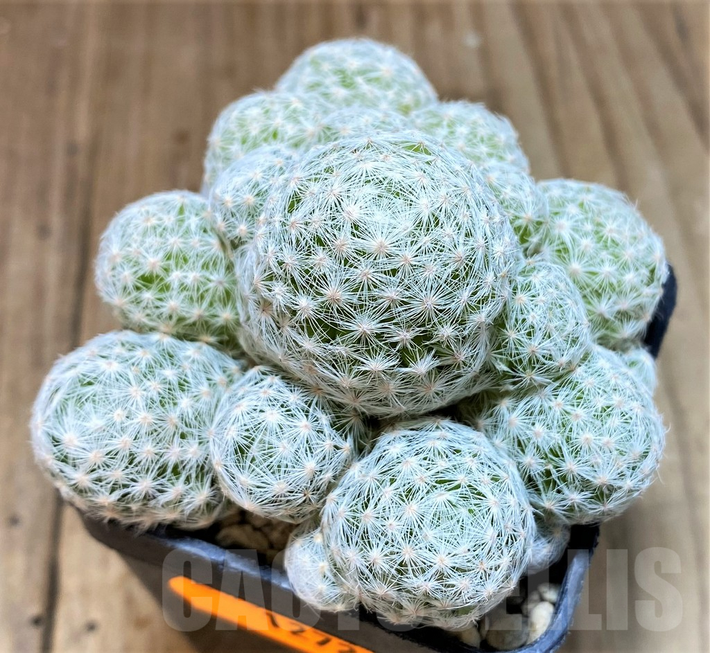 SH1272 Mammillaria humboldtii f. caespitosa