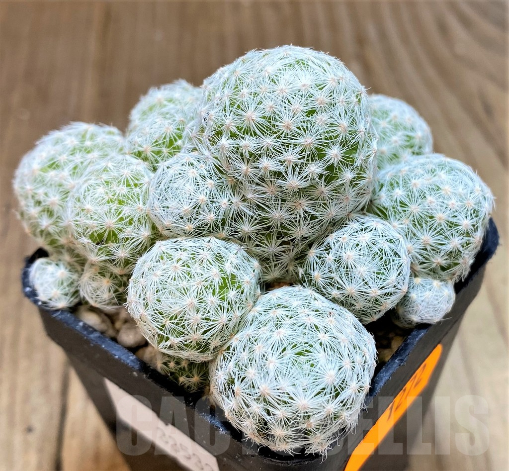 SH1272 Mammillaria humboldtii f. caespitosa - Imagen 2