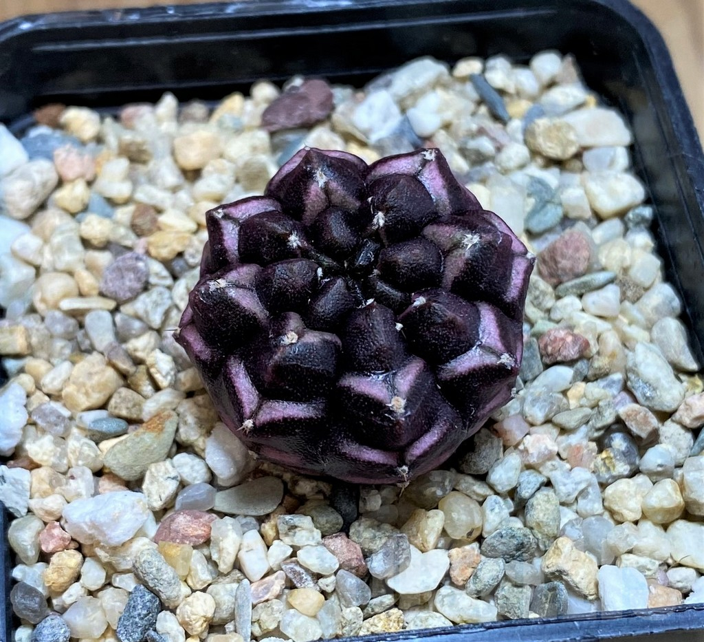 SH1447 Gymnocalycium mihanovichii ‘Day Dream’, seedling - Obrázek 2