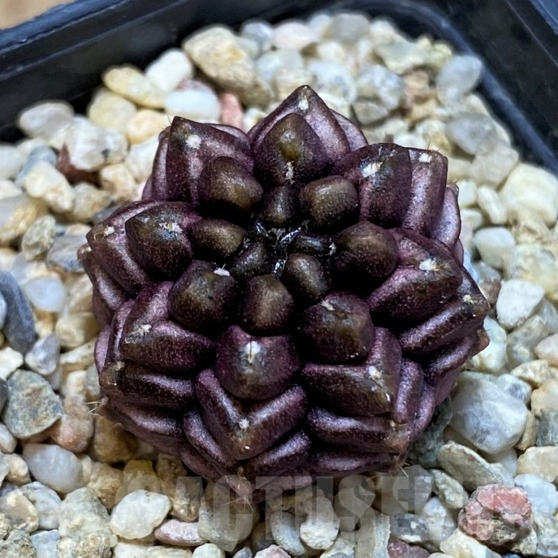 SH1448 Gymnocalycium mihanovichii ‘Day Dream’, seedling