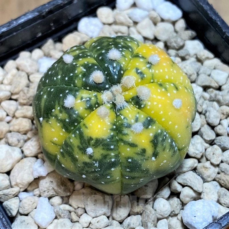 SH1414 Astrophytum asterias f. variegata