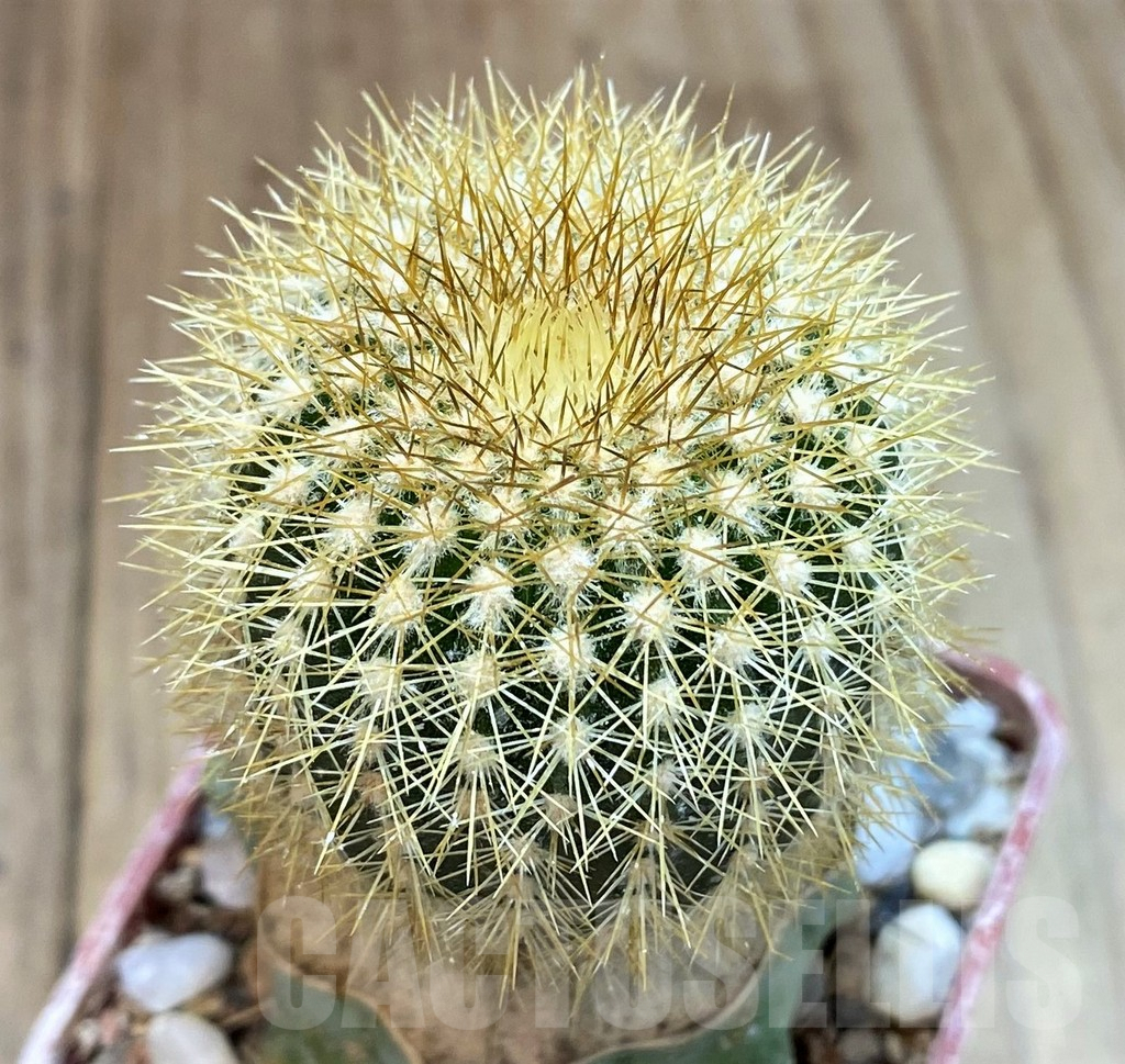 SH1404 Uebelmannia pectinifera v. flavispina R6, grafted