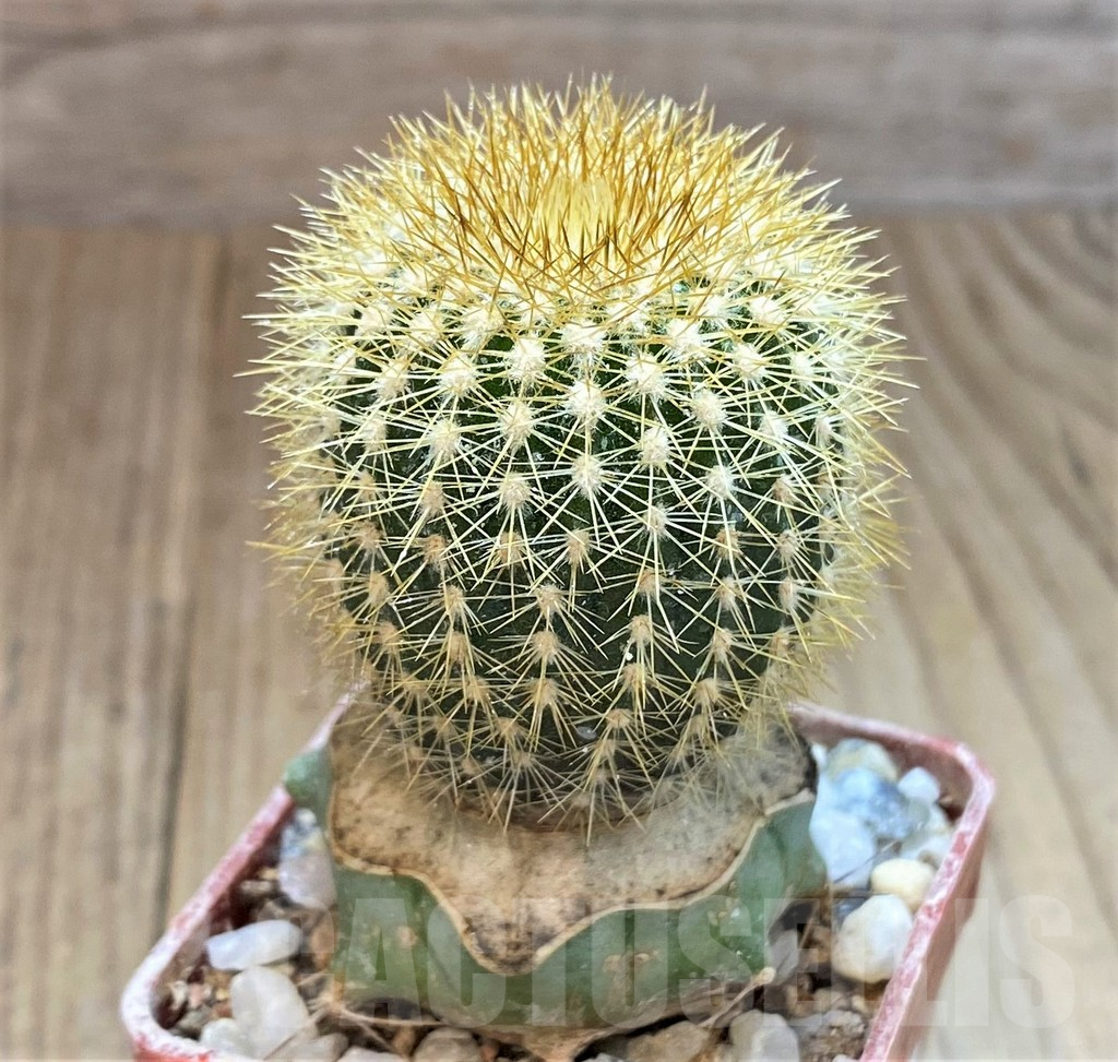 SH1404 Uebelmannia pectinifera v. flavispina R6, grafted - Image 2