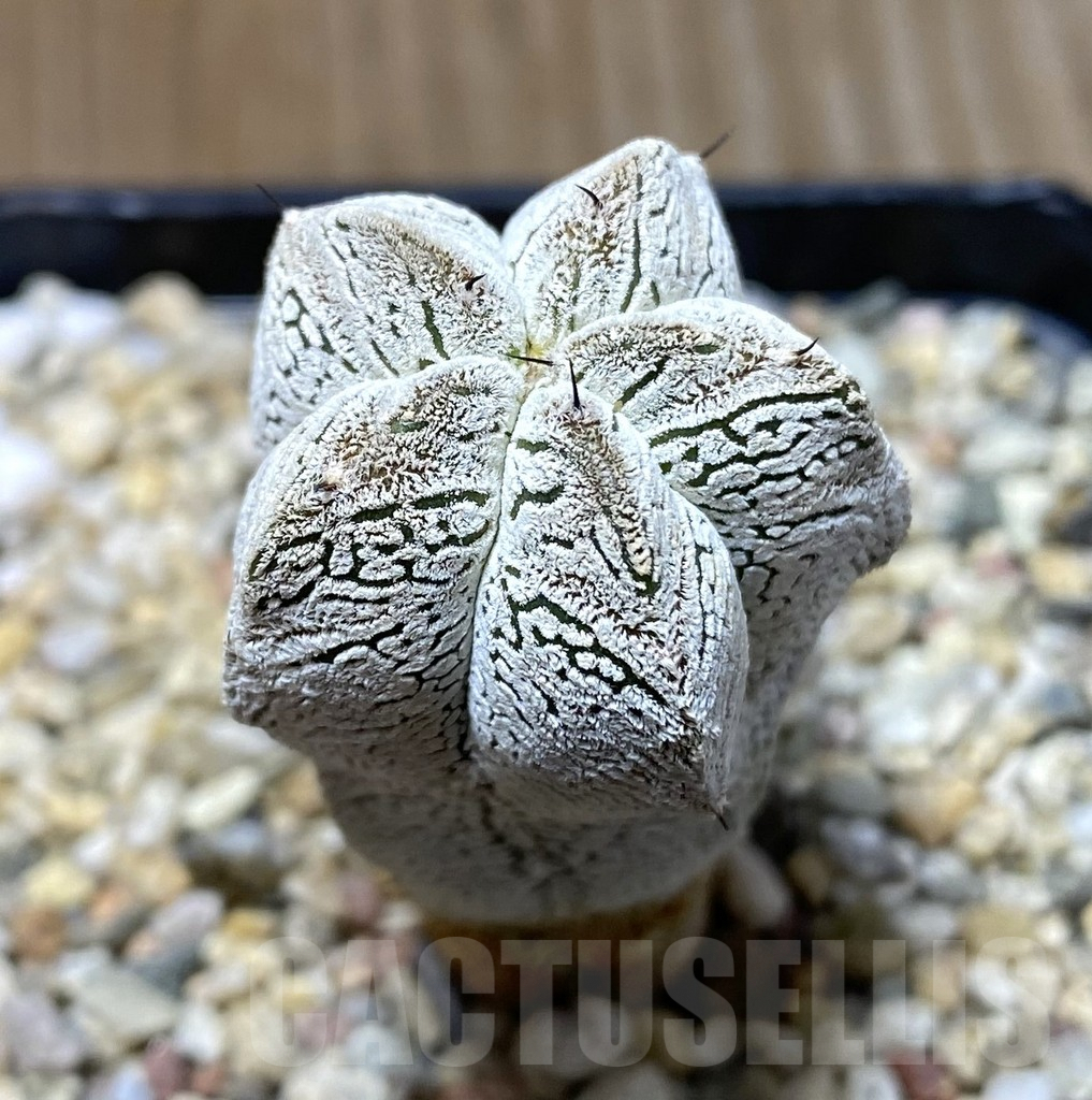 SHPR35173 Astrophytum myriostigma 'Onzuka' V-type