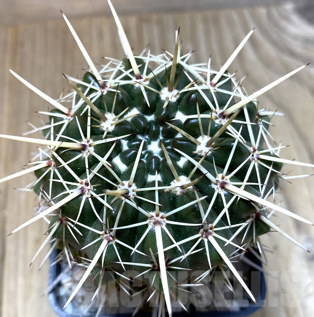 SHPR35203 Notocactus turecekianus