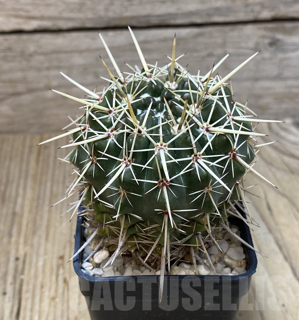 SHPR35203 Notocactus turecekianus - Imagen 2