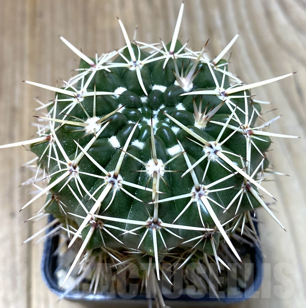 SHPR35204 Notocactus turecekianus