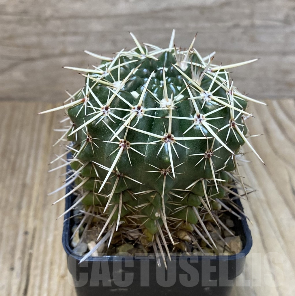 SHPR35204 Notocactus turecekianus - Obrázek 2