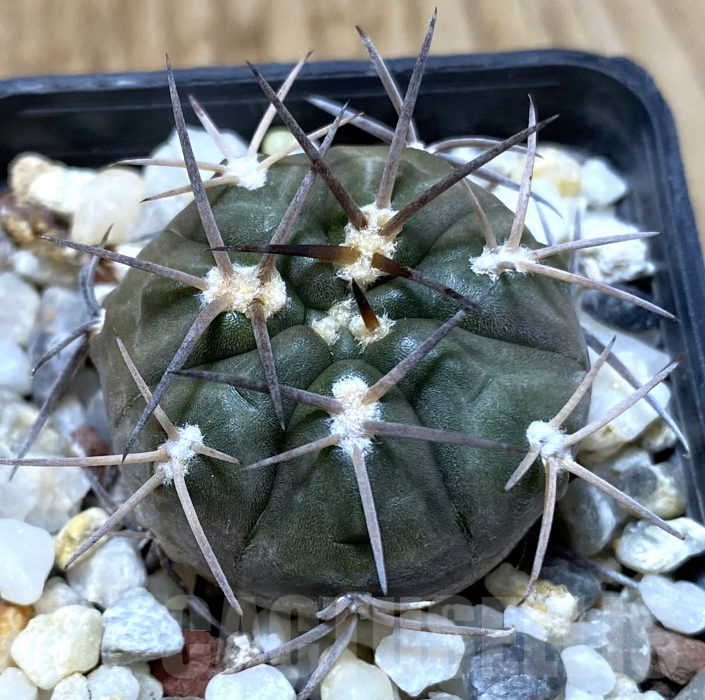 SHPR35205 Gymnocalycium schmidianum sp., short hard