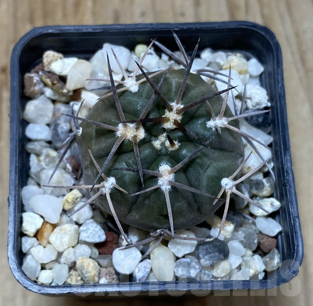 SHPR35205 Gymnocalycium schmidianum sp., short hard - immagine 2