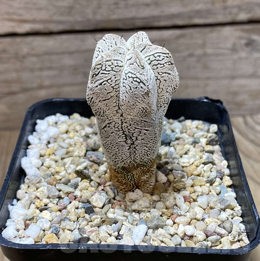 SHPR35173 Astrophytum myriostigma 'Onzuka' V-type - 画像 (2)