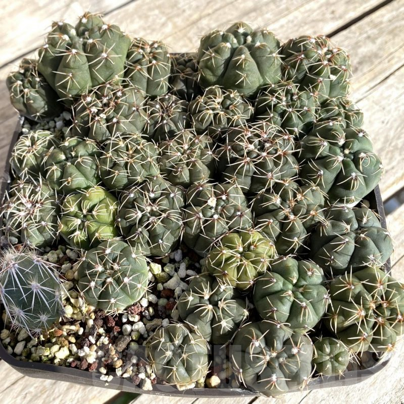 SET175 Gymnocalycium gaponii VG 1267