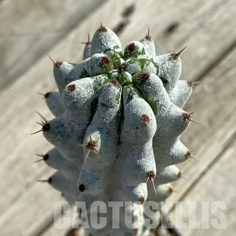 SH16461 Stenocereus beneckei, grafted