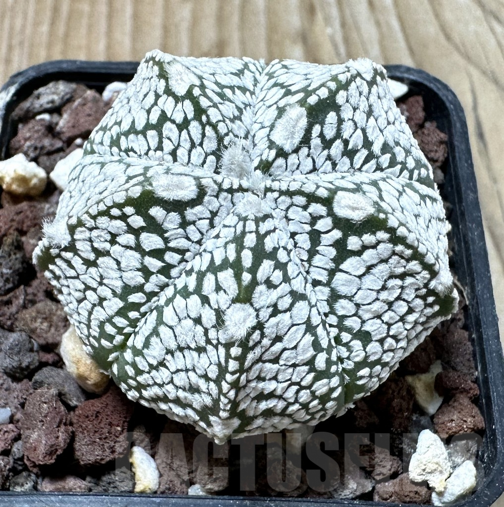 SHPR35259 Astrophytum asterias ‘Super kabuto’ x myriostigma ‘Onzuka’