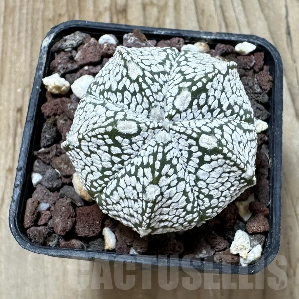 SHPR35259 Astrophytum asterias ‘Super kabuto’ x myriostigma ‘Onzuka’ - Зображення 2