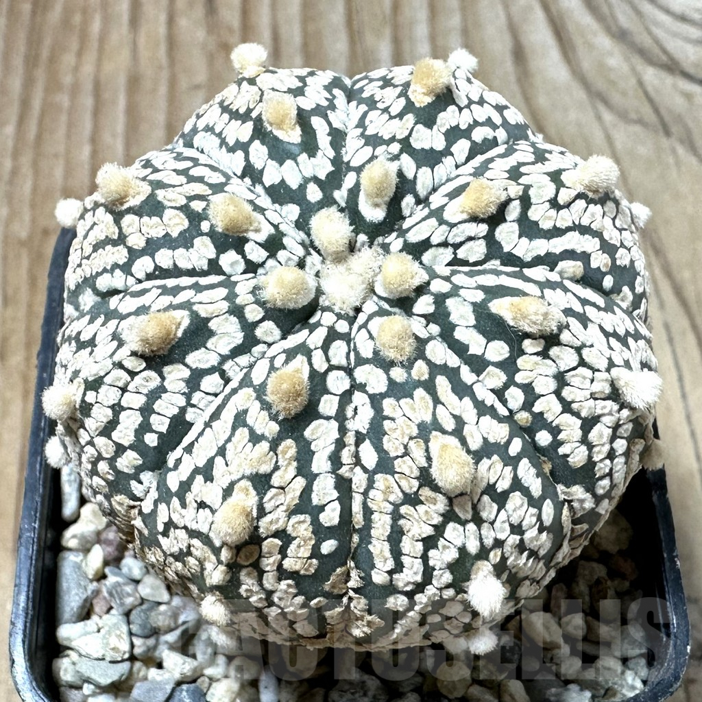 SHPR35325 Astrophytum asterias ‘Super Kabuto’ hybrid