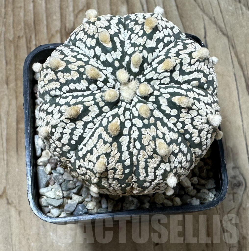 SHPR35325 Astrophytum asterias ‘Super Kabuto’ hybrid - immagine 2