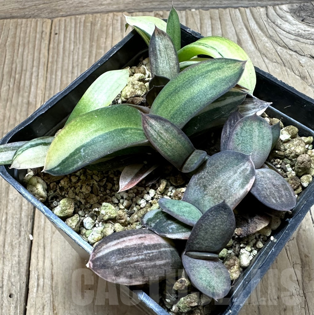 SHPR35338 Gasteria hybrid f. variegata