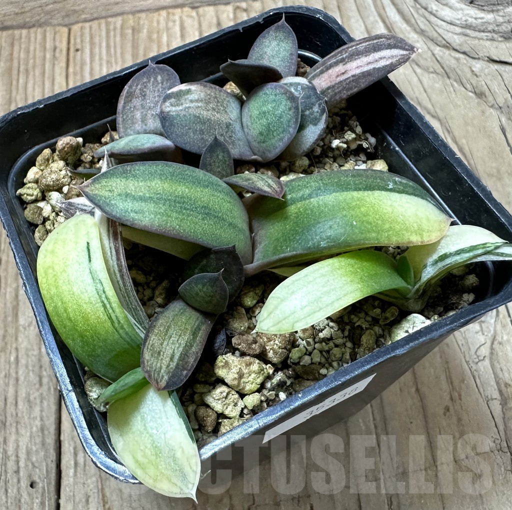 SHPR35338 Gasteria hybrid f. variegata - Image 2