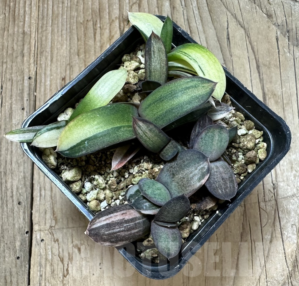 SHPR35338 Gasteria hybrid f. variegata - Image 3