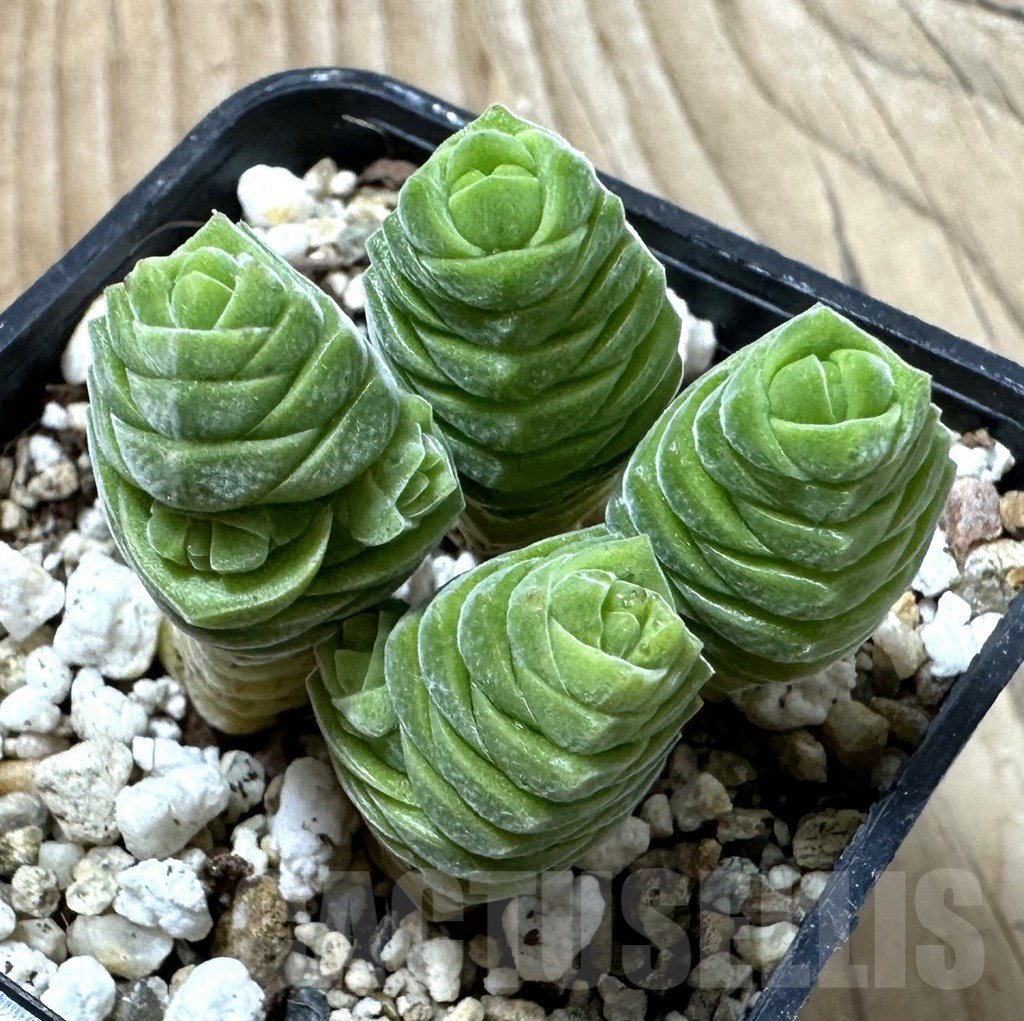 SHPR35339 Crassula columella