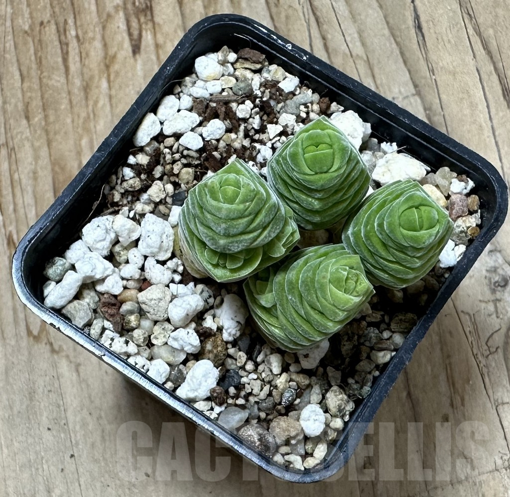 SHPR35339 Crassula columella - Image 2