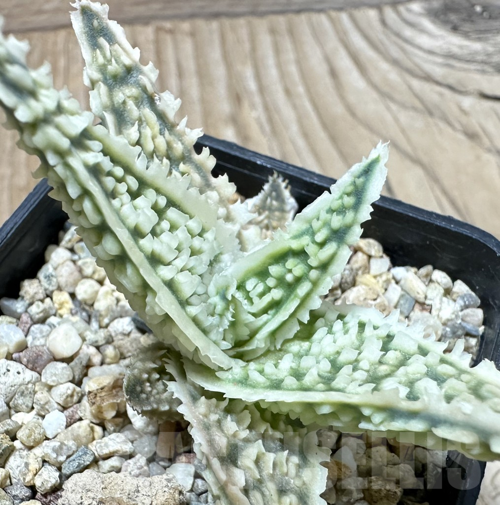 SHPR35234 Aloe TCT hybrid