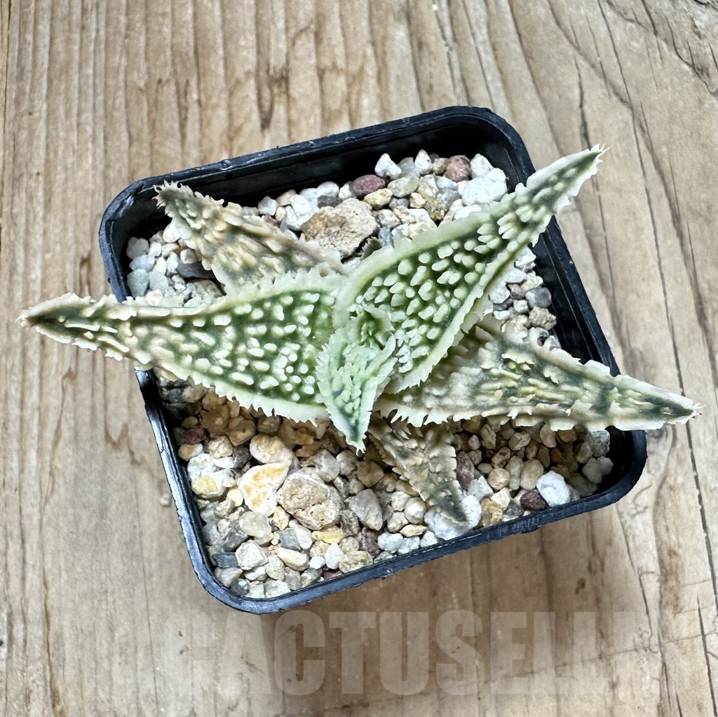 SHPR35234 Aloe TCT hybrid - Image 2
