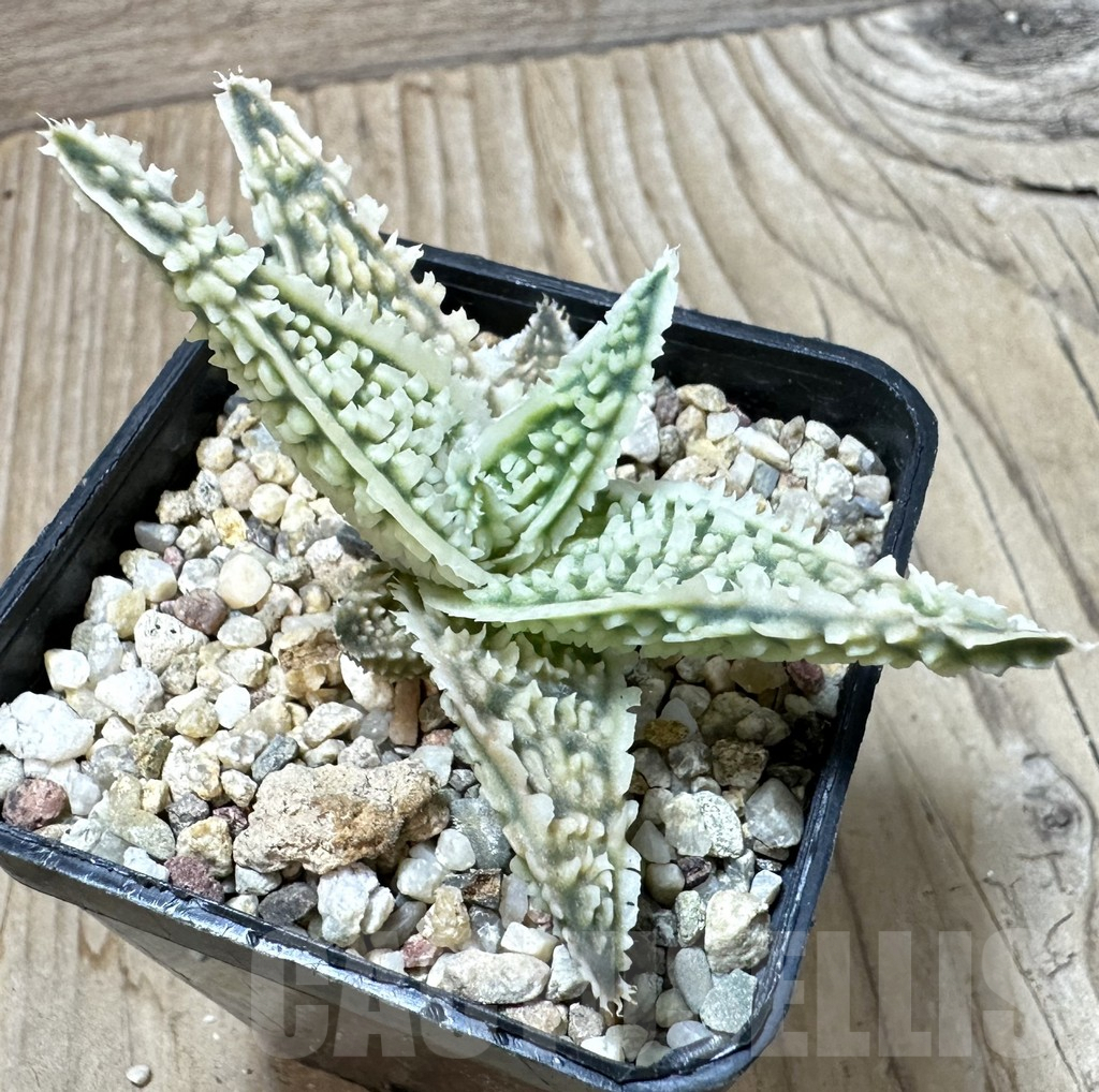 SHPR35234 Aloe TCT hybrid - Image 3