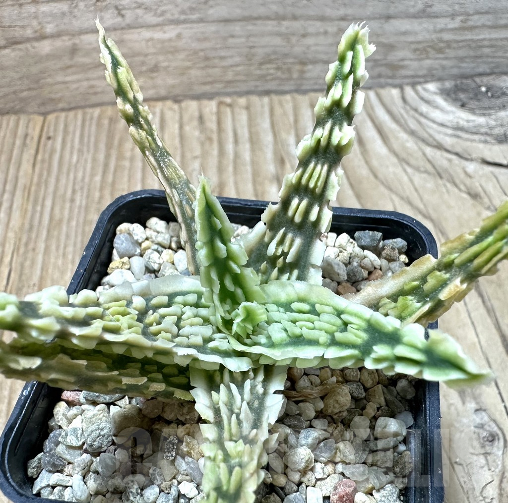 SHPR35235 Aloe TCT hybrid