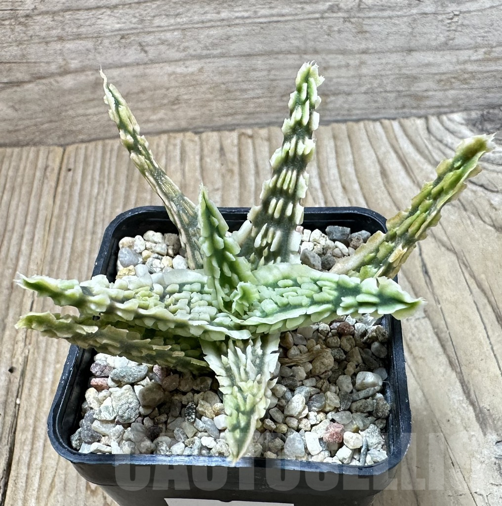 SHPR35235 Aloe TCT hybrid - Obrázek 2