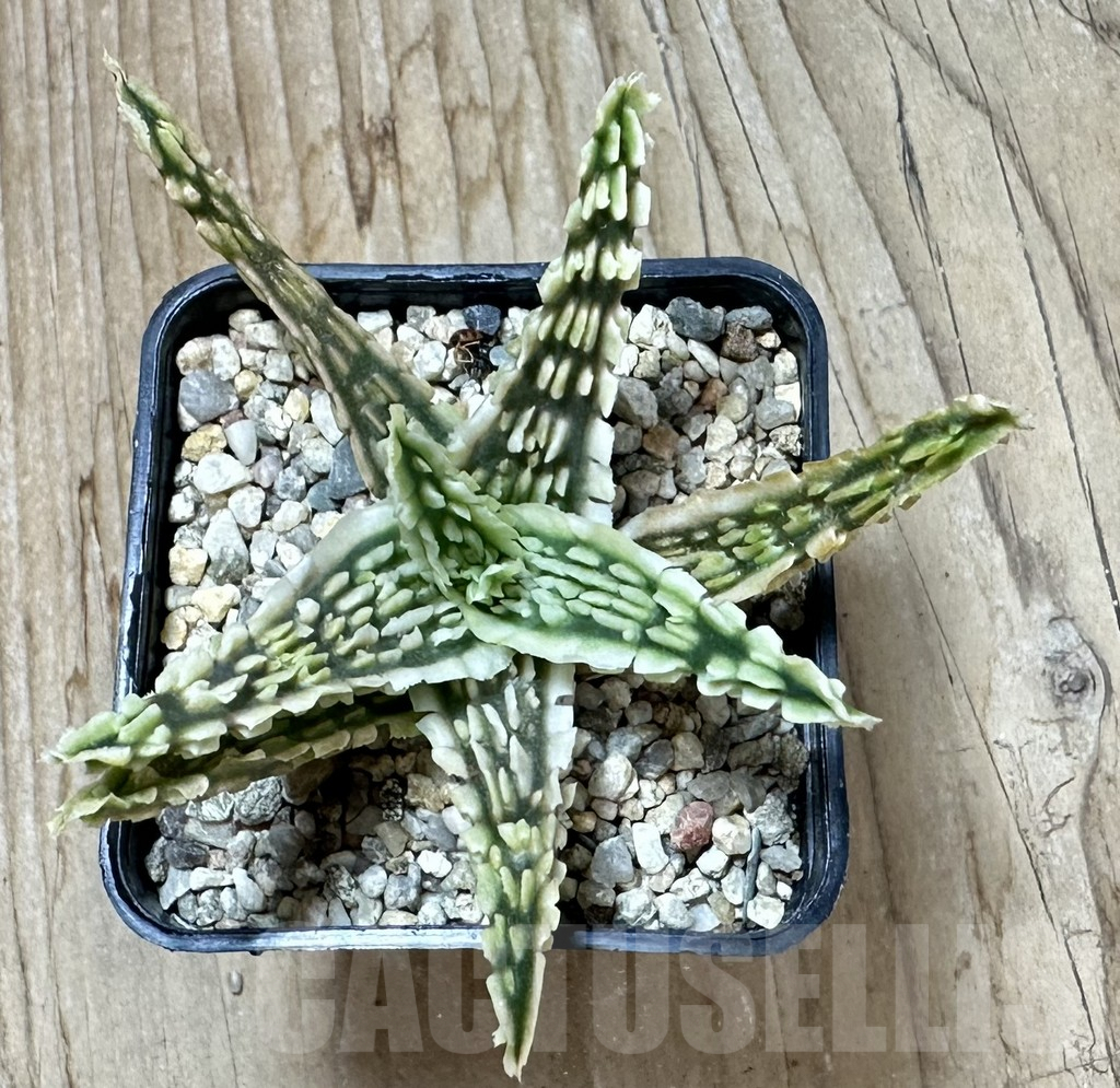 SHPR35235 Aloe TCT hybrid - Obrázek 3