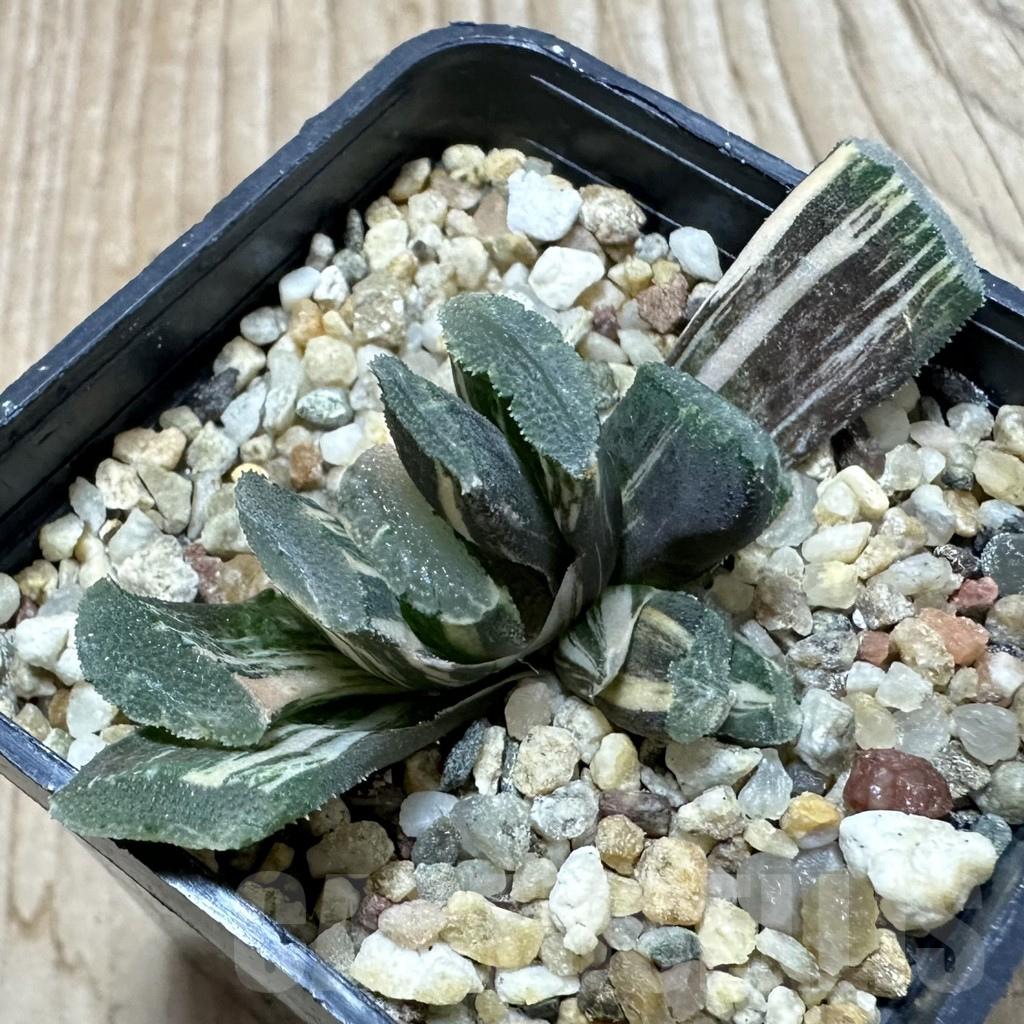SHPR35238 Haworthia truncata f. variegata SH