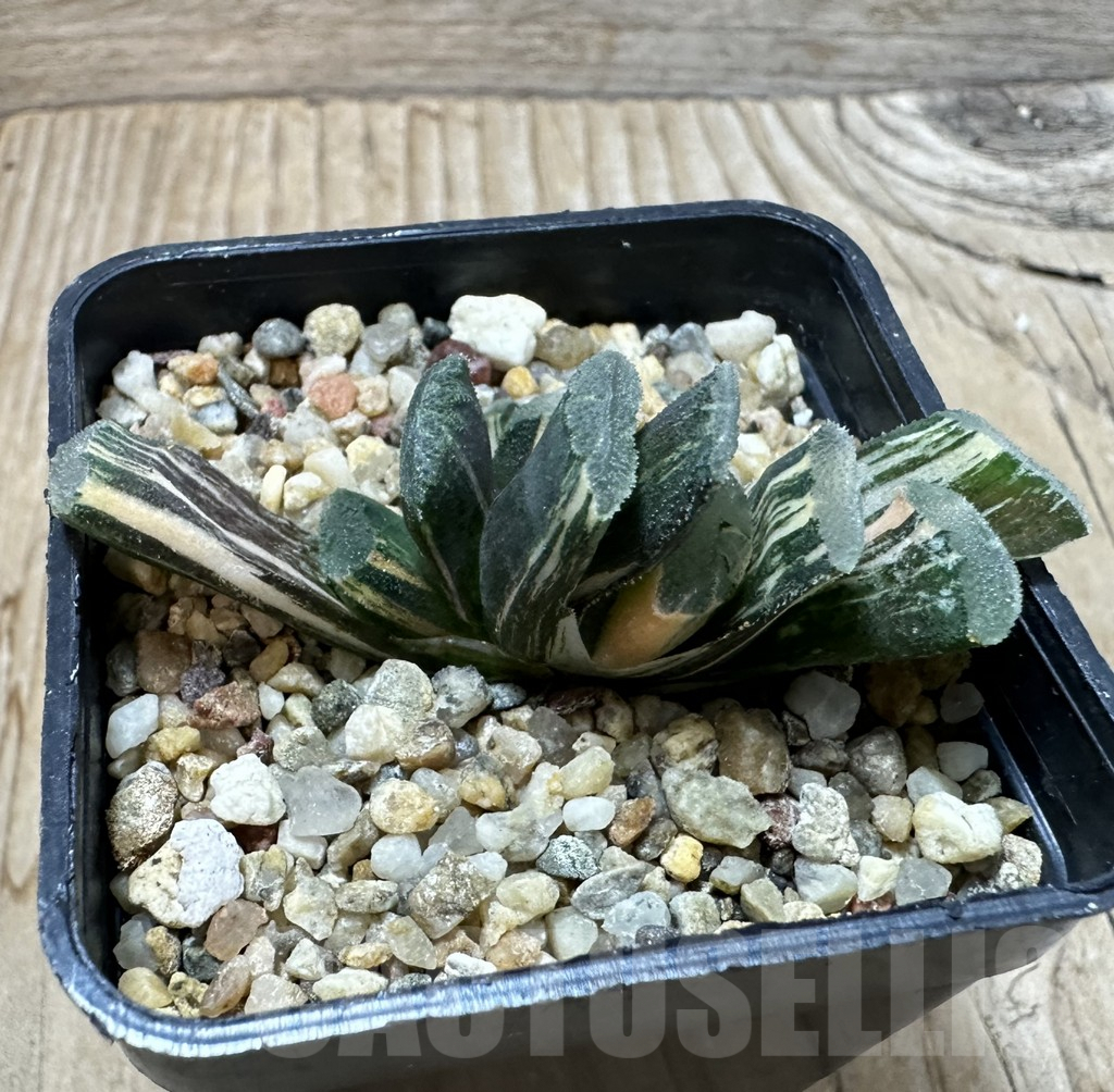 SHPR35238 Haworthia truncata f. variegata SH – Image 2
