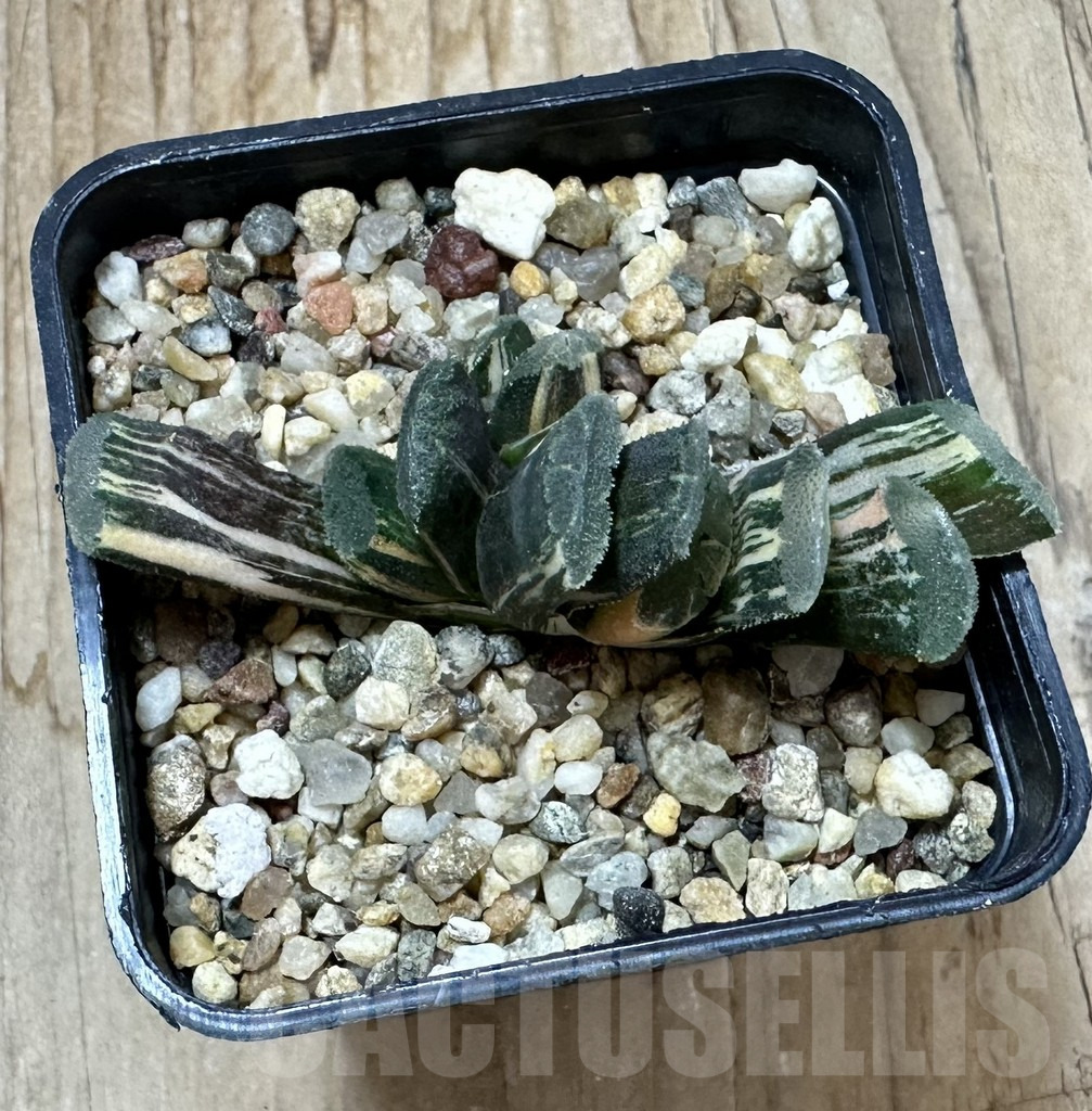 SHPR35238 Haworthia truncata f. variegata SH – Image 3