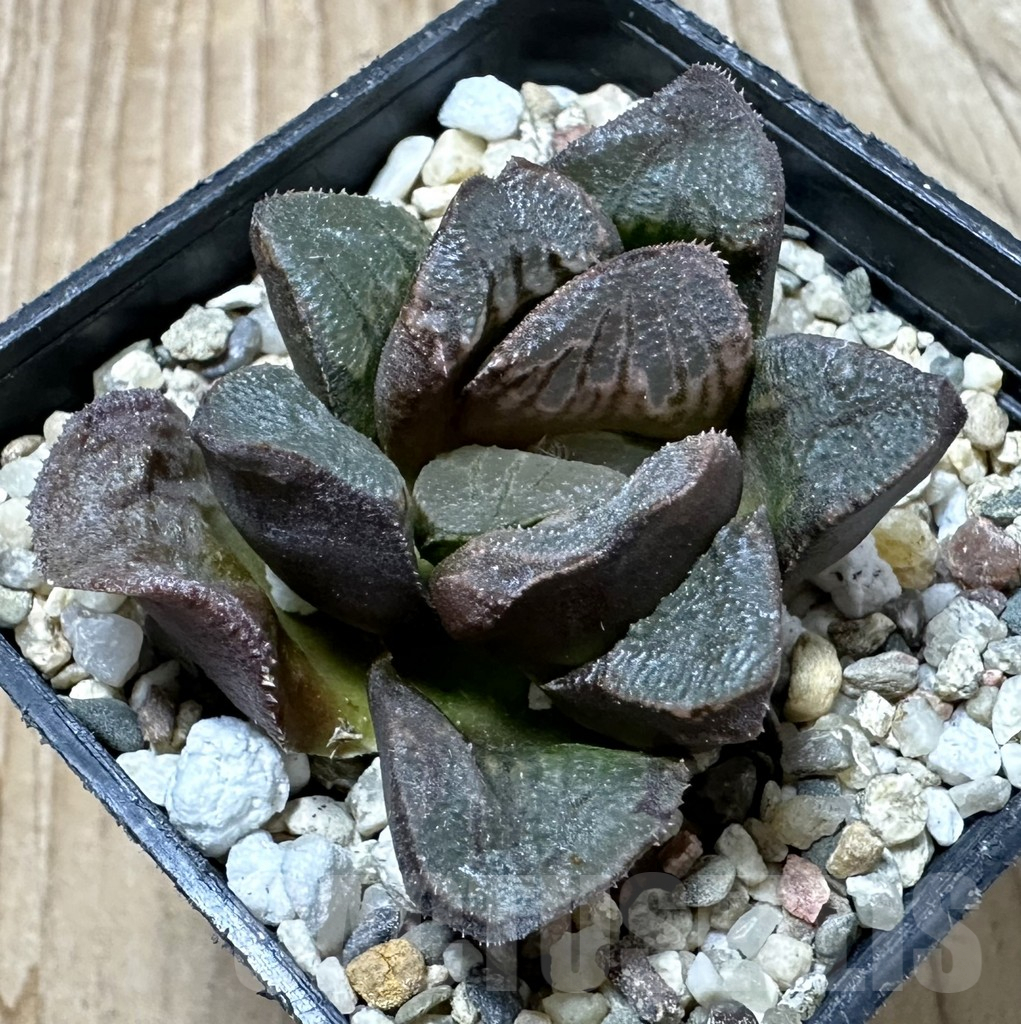 SHPR35239 Haworthia maughanii x splendens