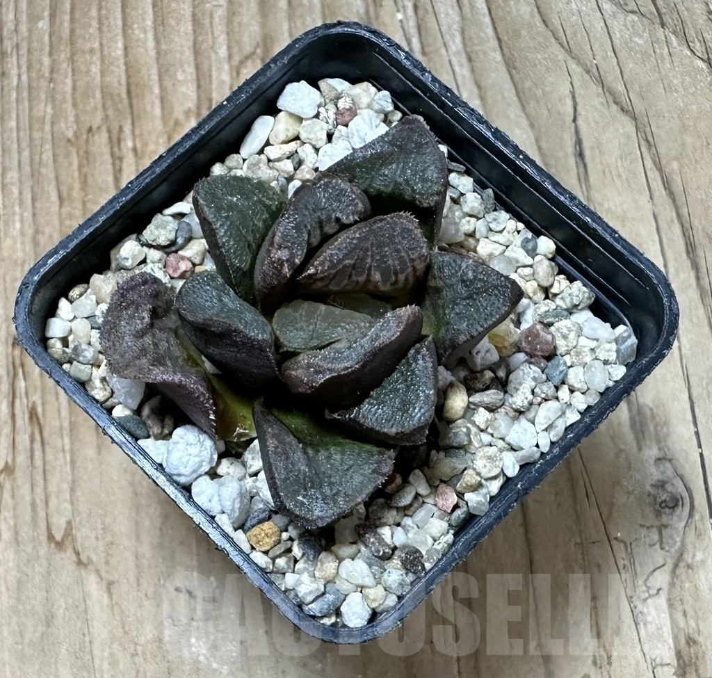 SHPR35239 Haworthia maughanii x splendens - Зображення 2