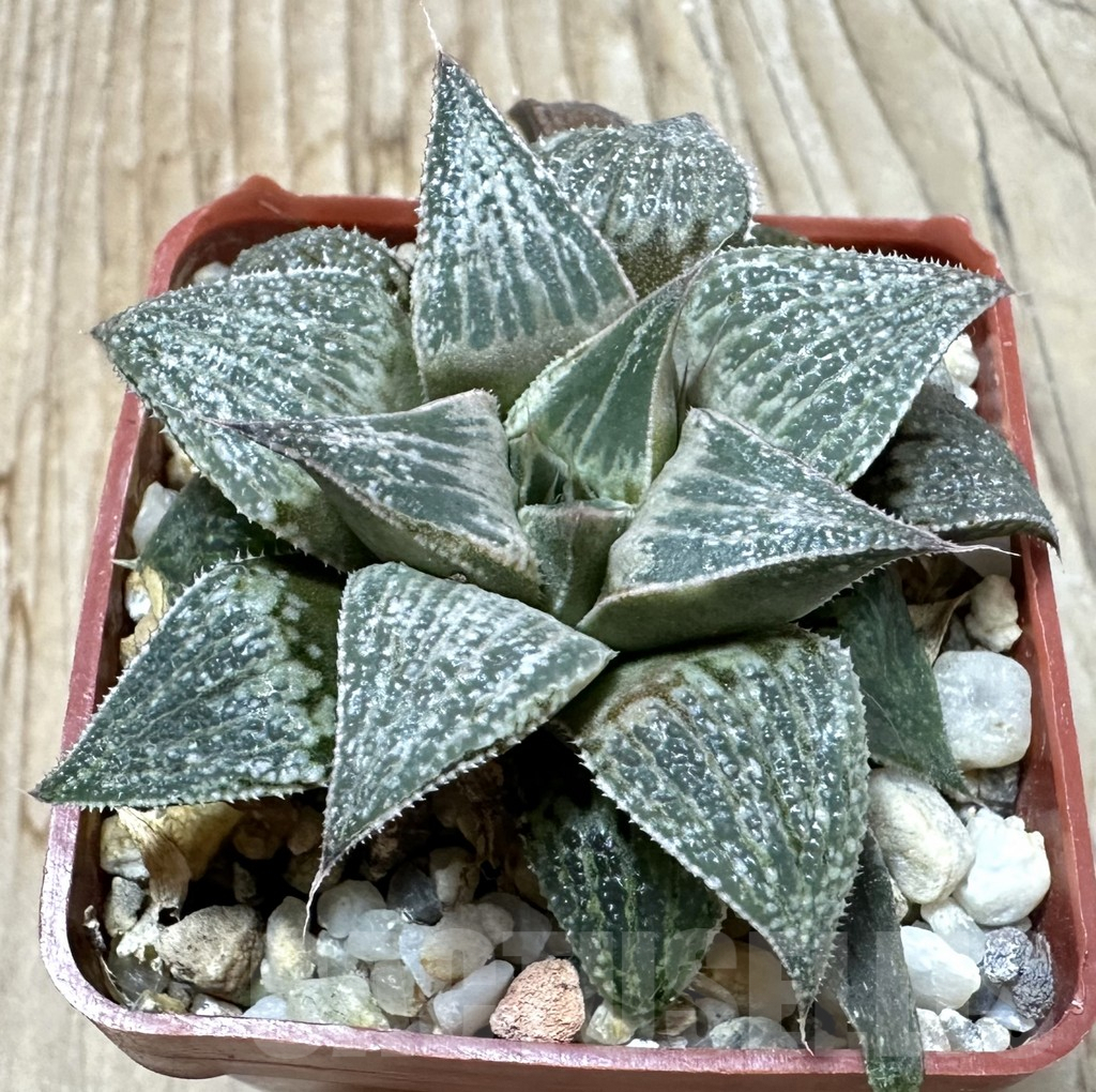 SHPR35241 Haworthia magnifica hybrid