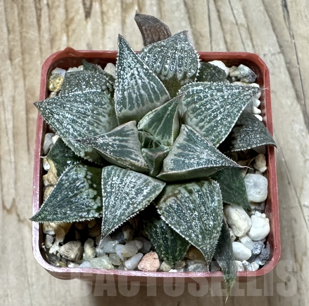 SHPR35241 Haworthia magnifica hybrid - Image 2