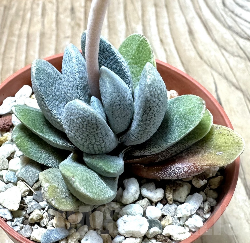 SHPR35242 Crassula tecta